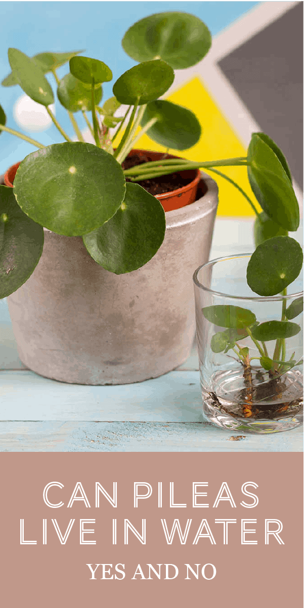 Le Pileas Peperomioides peut-il vivre dans l&rsquo;eau ? Oui et non