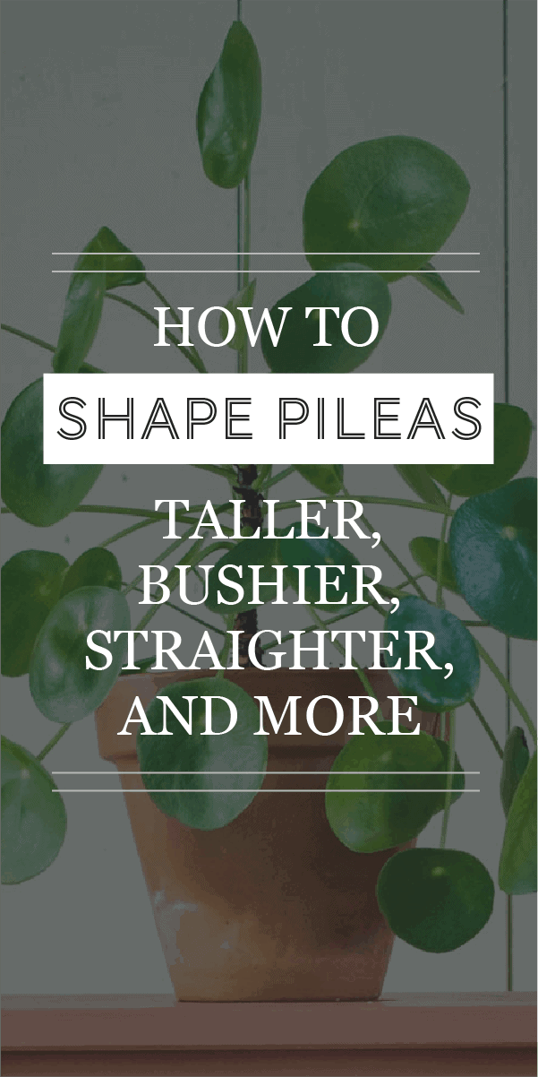 Façonner un Pilea : Comment le rendre plus grand, plus touffu, plus droit, etc.