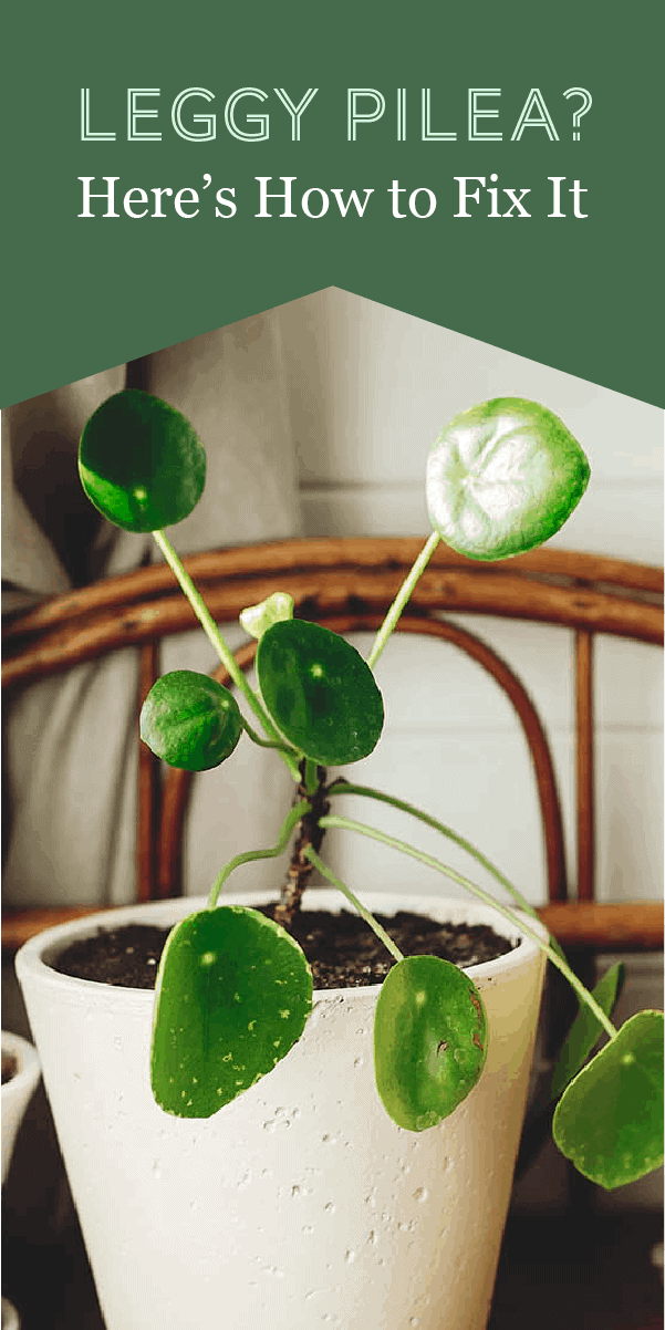 Pilea à pattes ? Voici comment y remédier