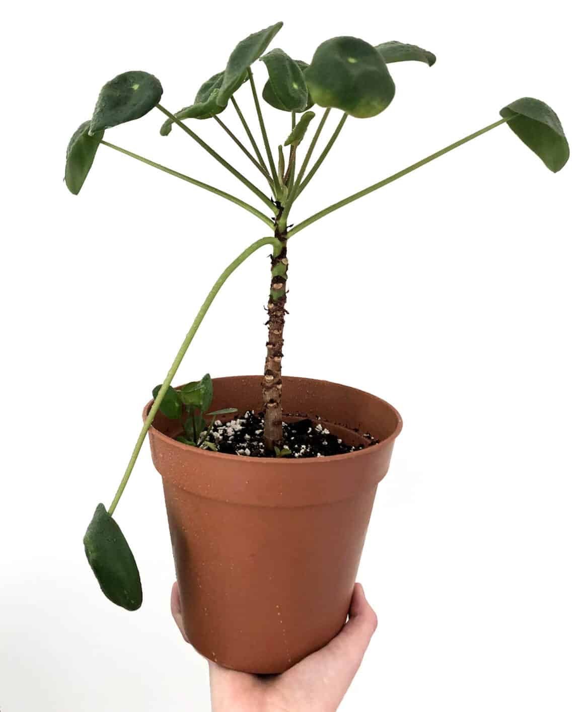 Pilea à pattes ? Voici comment y remédier