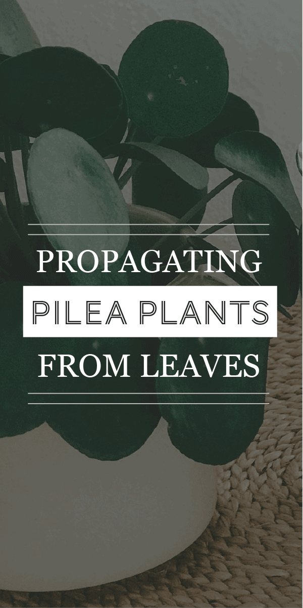 Peut-on propager des plantes de Pilea à partir de feuilles ? En quelque sorte&#8230;