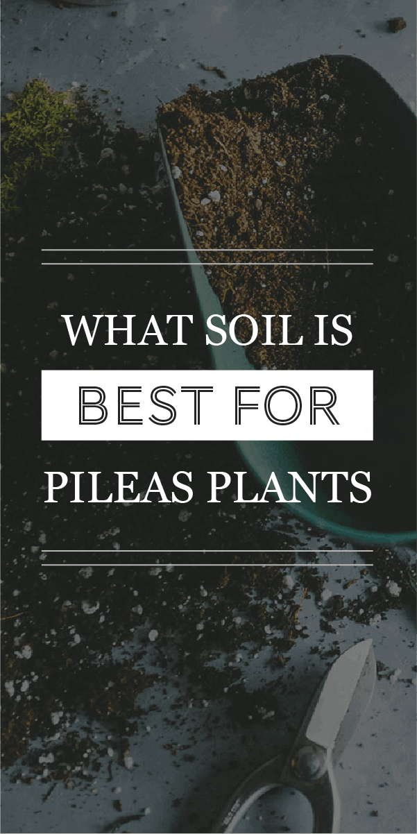 Quel est le meilleur sol pour Pilea Peperomioides ?