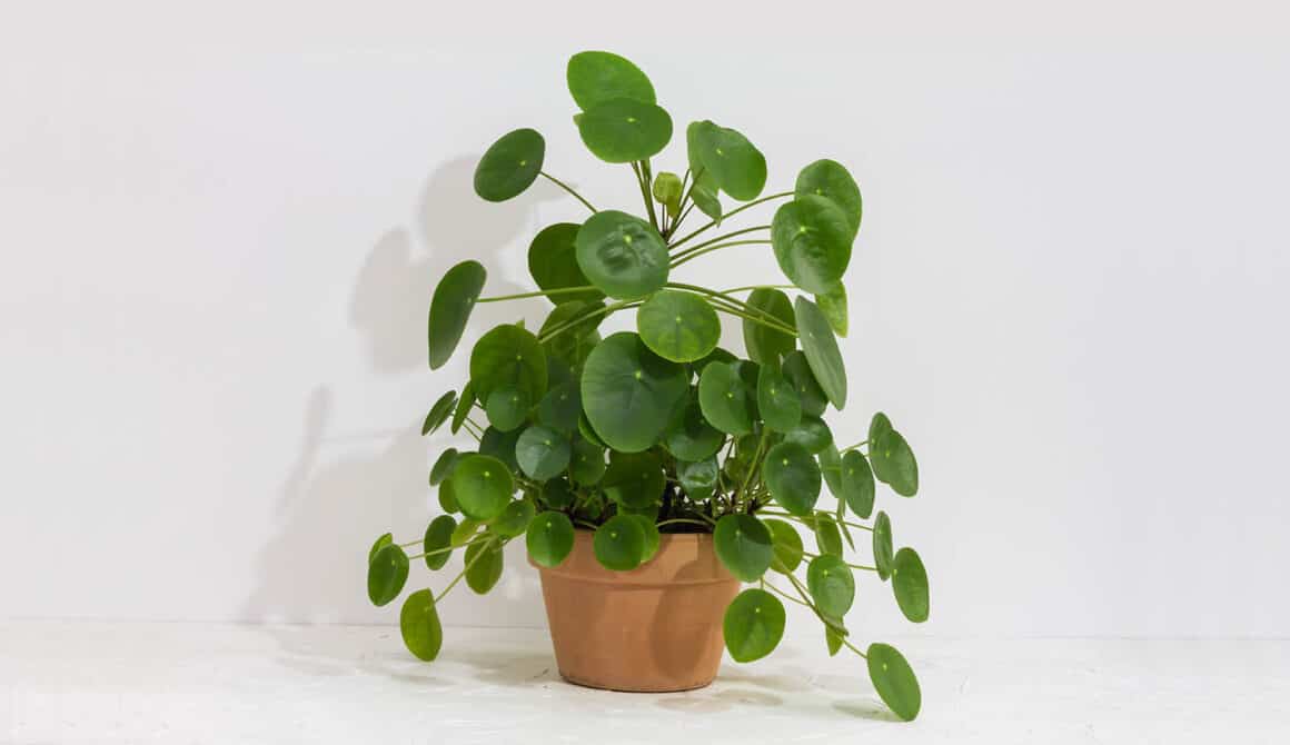 Façonner un Pilea : Comment le rendre plus grand, plus touffu, plus droit, etc.