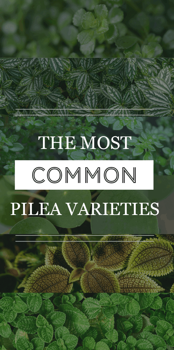 Variétés de Pilea : Informations sur les types les plus courants