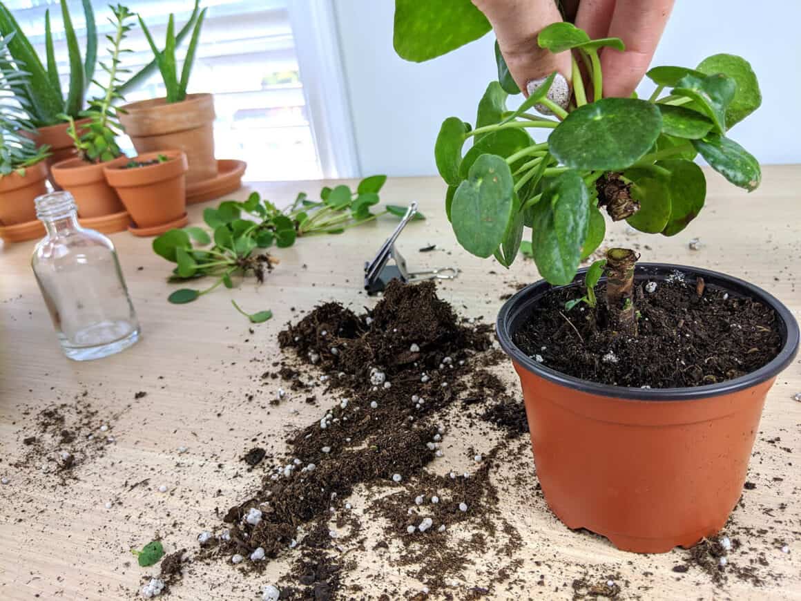 Comment, quand et pourquoi tailler votre Pilea Peperomioides ?