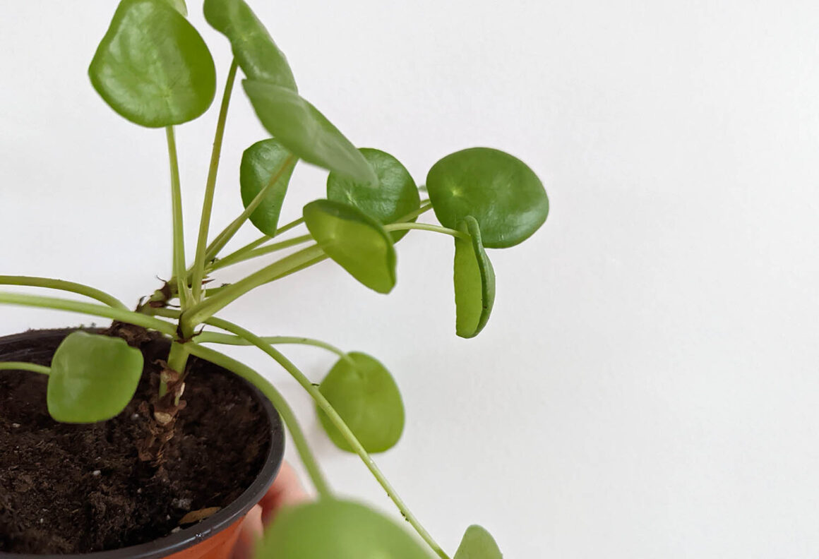 Façonner un Pilea : Comment le rendre plus grand, plus touffu, plus droit, etc.