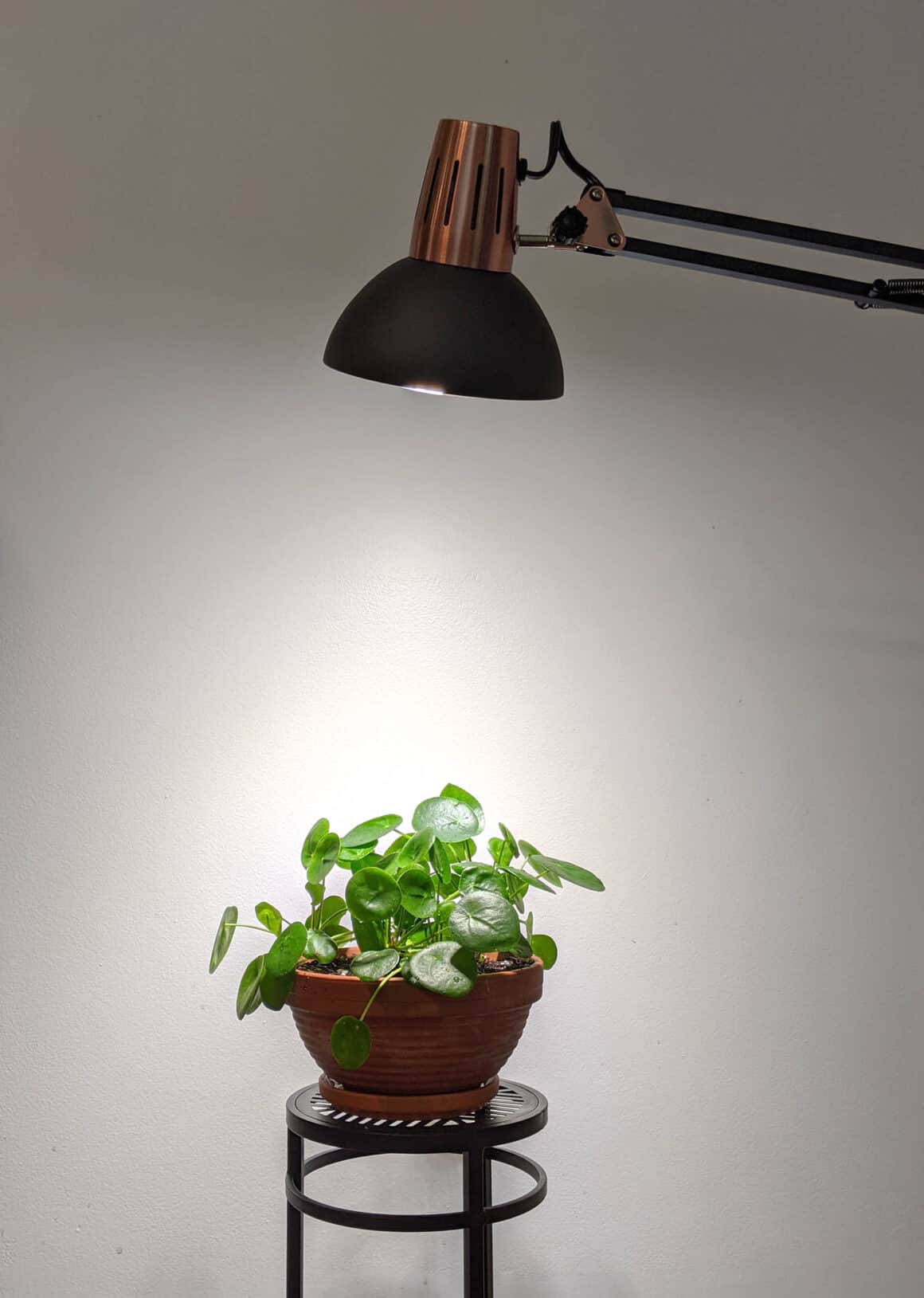 Huit choses que vous pouvez faire pour que votre Pilea pousse plus vite