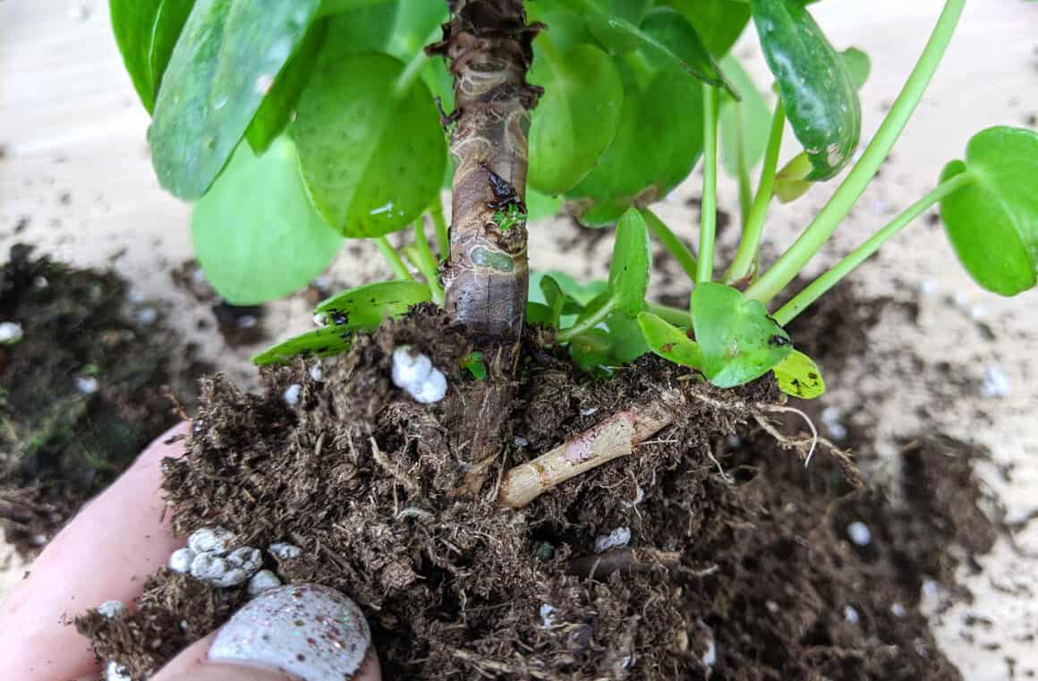 Propagation des plantes de Pilea dans l&rsquo;eau du début à la fin