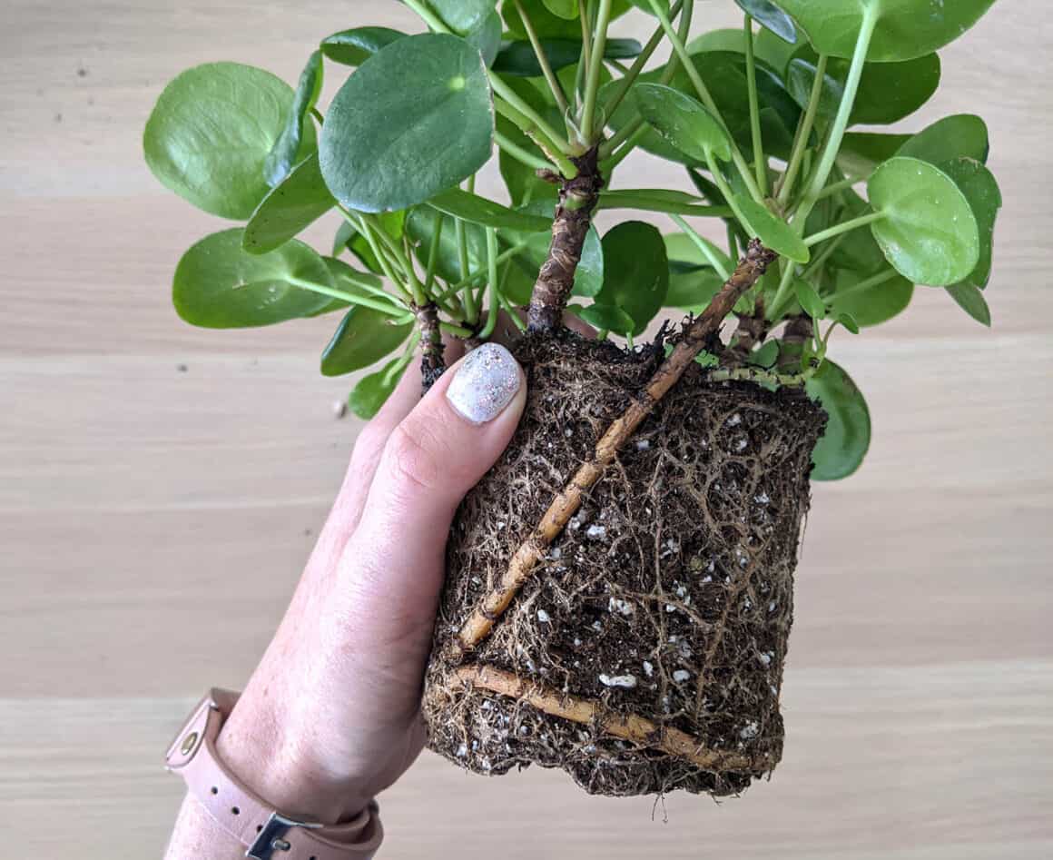 Huit choses que vous pouvez faire pour que votre Pilea pousse plus vite