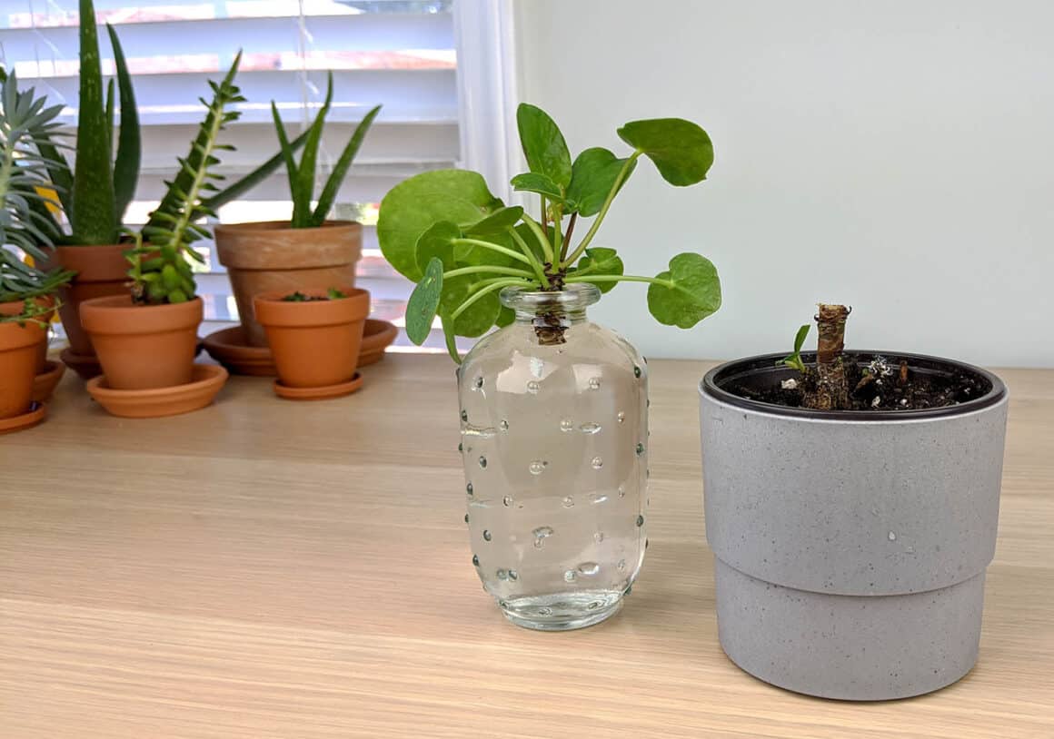 Huit choses que vous pouvez faire pour que votre Pilea pousse plus vite