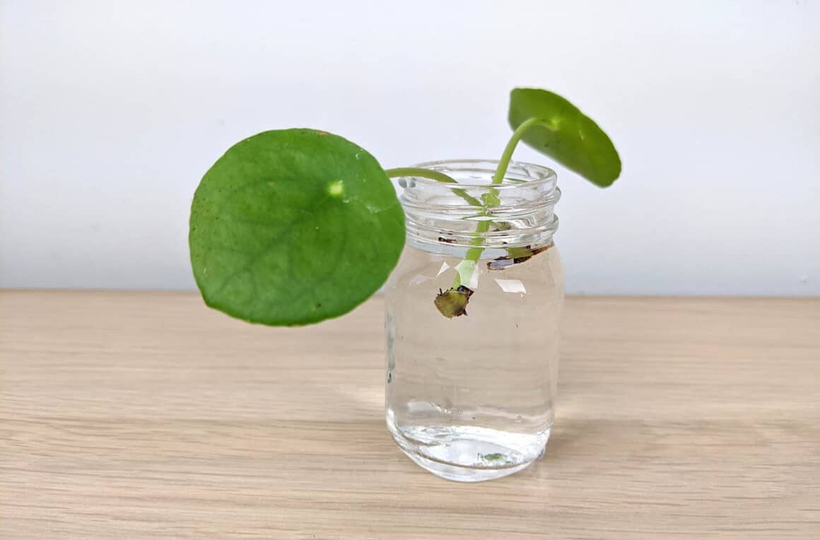 Le Pileas Peperomioides peut-il vivre dans l&rsquo;eau ? Oui et non