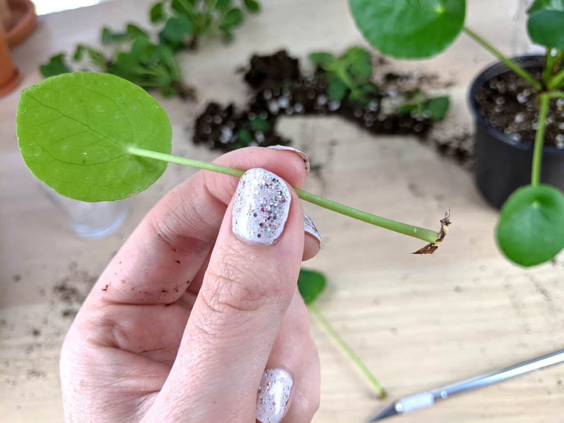 Peut-on propager des plantes de Pilea à partir de feuilles ? En quelque sorte&#8230;