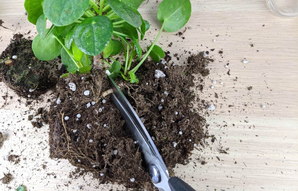 Propagation des plantes de Pilea dans l&rsquo;eau du début à la fin