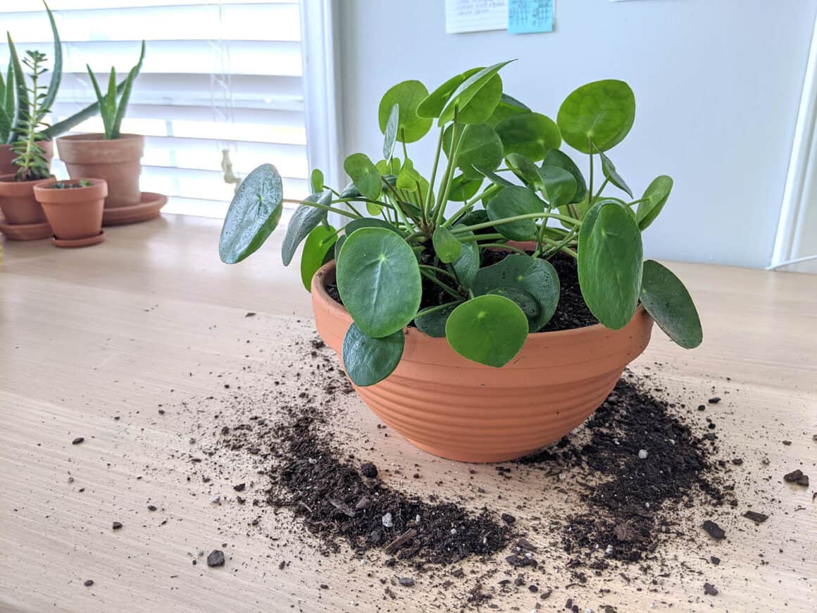 Huit choses que vous pouvez faire pour que votre Pilea pousse plus vite