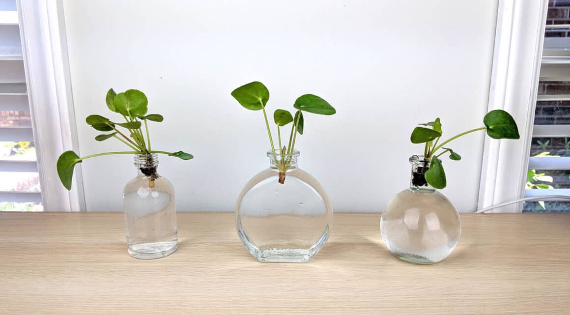 Comment poster un Pilea Peperomioides &#8211; Le guide étape par étape