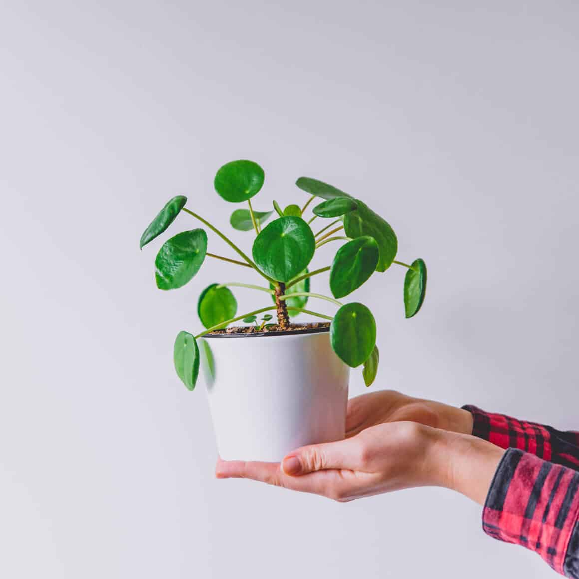 pilea peperomioides