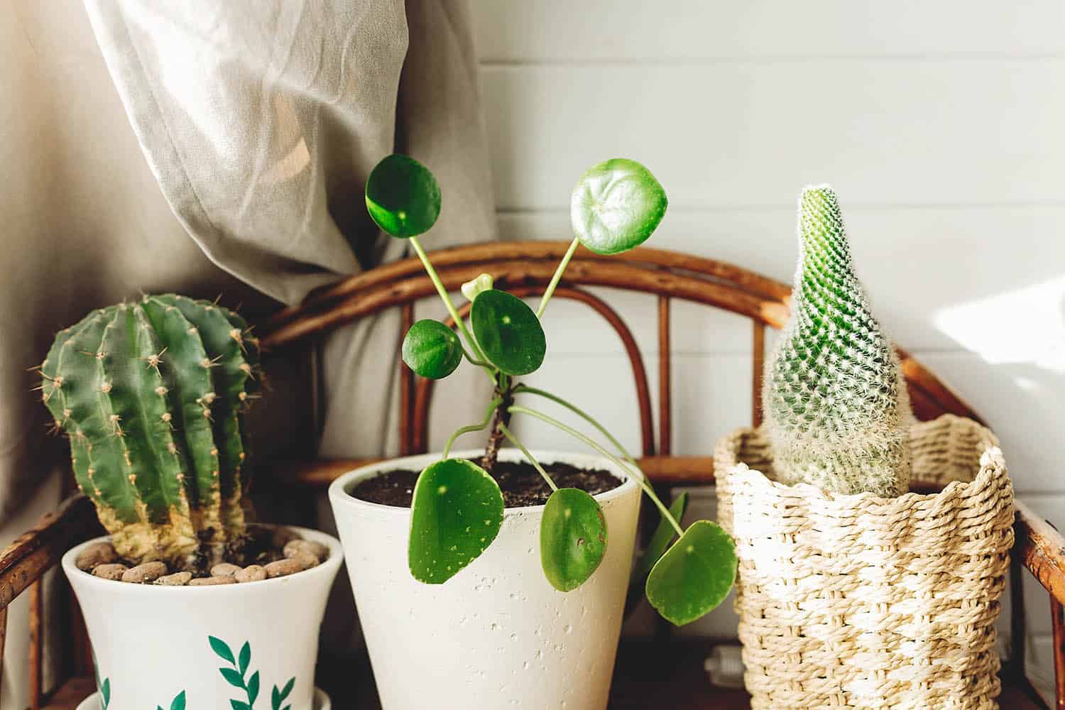 leggy pilea