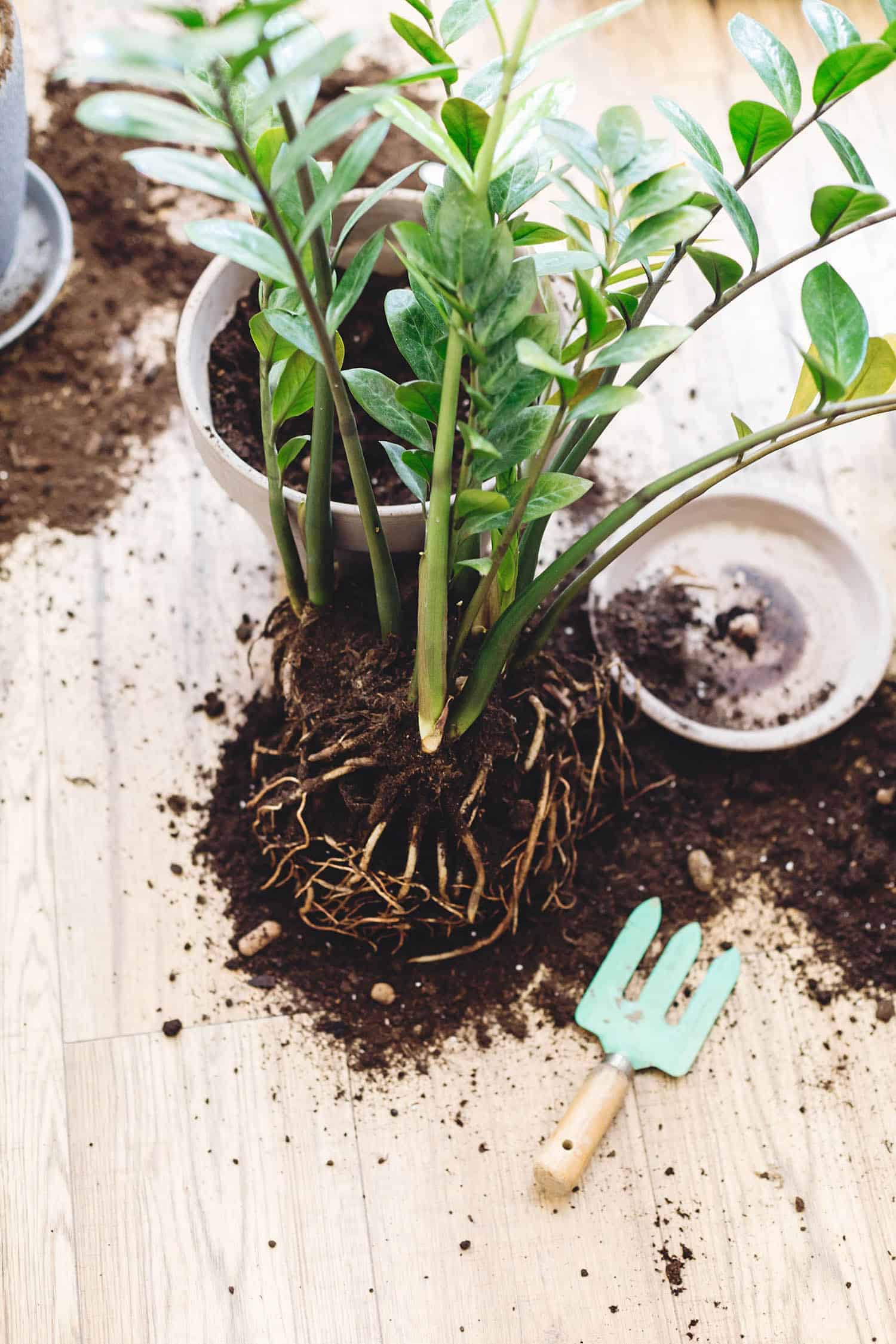 how-to-save-a-zz-plant-from-root-rot-a-step-by-step-guide-the