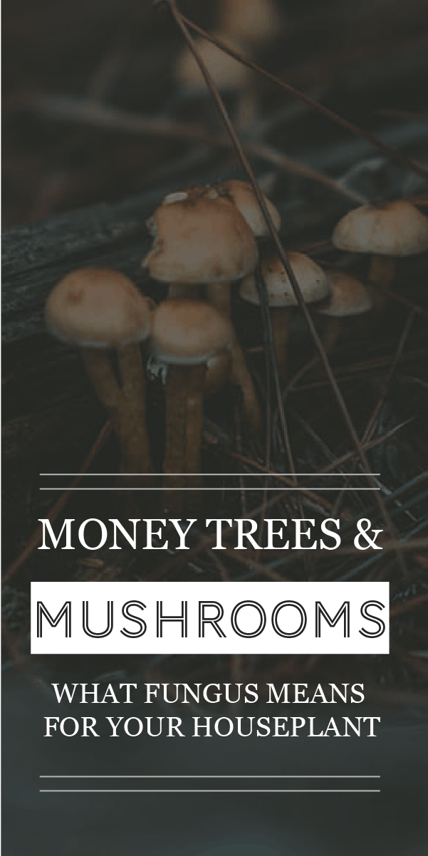 Arbres d&rsquo;argent et champignons : Que signifie un champignon pour votre plante d&rsquo;intérieur ?