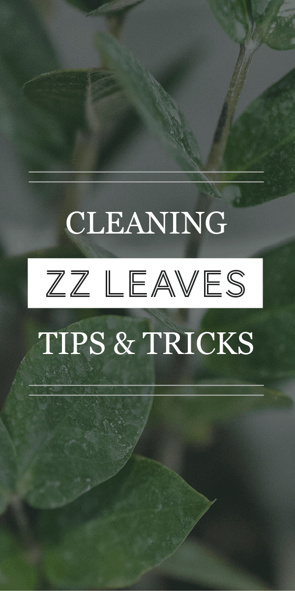 Méthodes faciles pour nettoyer les feuilles de votre plante ZZ