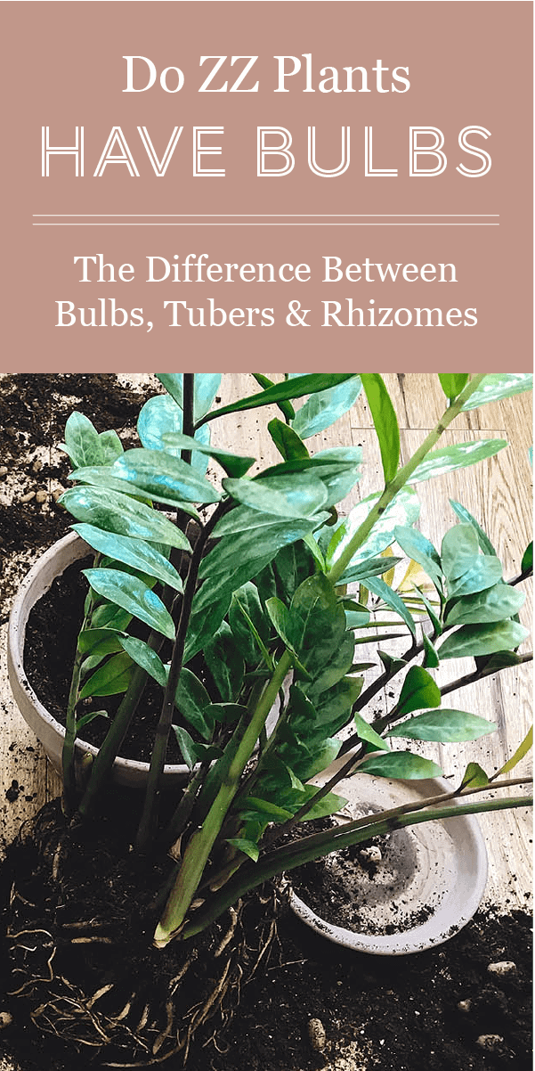 Les plantes ZZ ont-elles des bulbes ? Différences entre les bulbes, les tubercules et les rhizomes