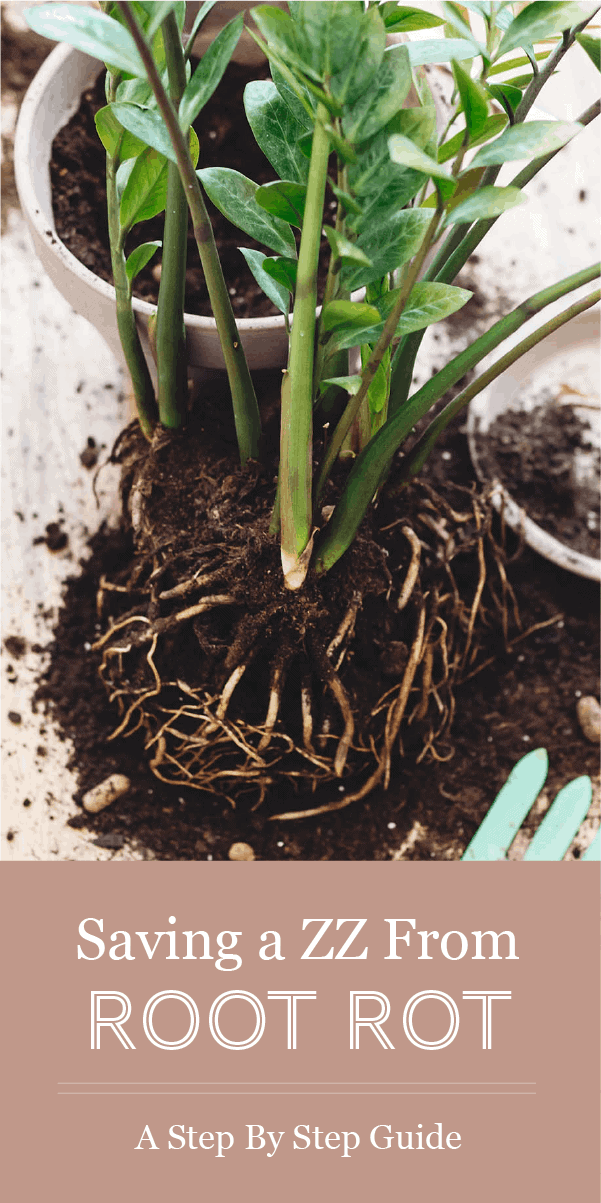 How To Save A Zz Plant From Root Rot A Step By Step Guide The Healthy Houseplant