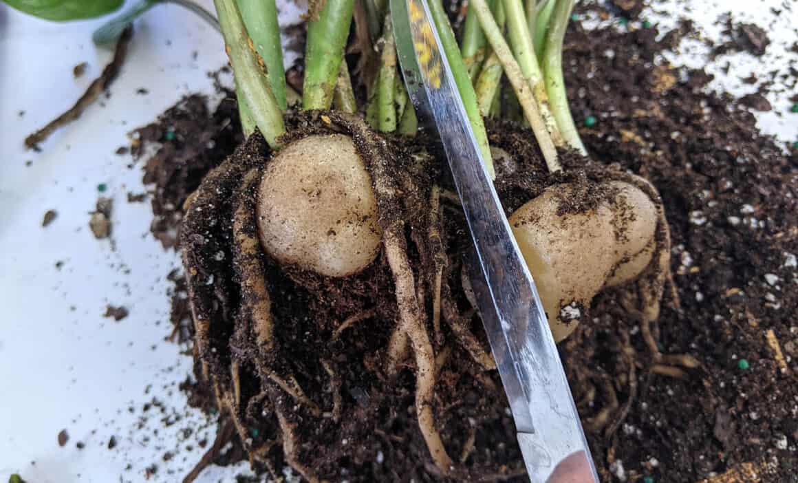 Les plantes ZZ ont-elles des bulbes ? Différences entre les bulbes, les tubercules et les rhizomes