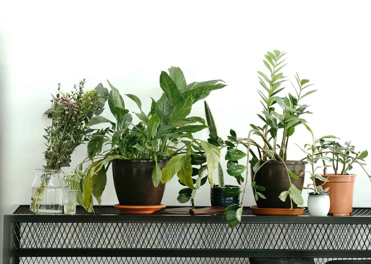 When To Water Your Zz Four Signs Your Plant Needs A Drink The Healthy Houseplant