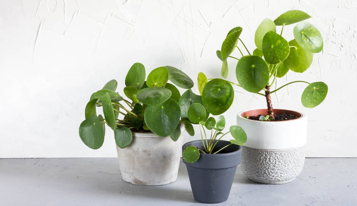 Façonner un Pilea : Comment le rendre plus grand, plus touffu, plus droit, etc.