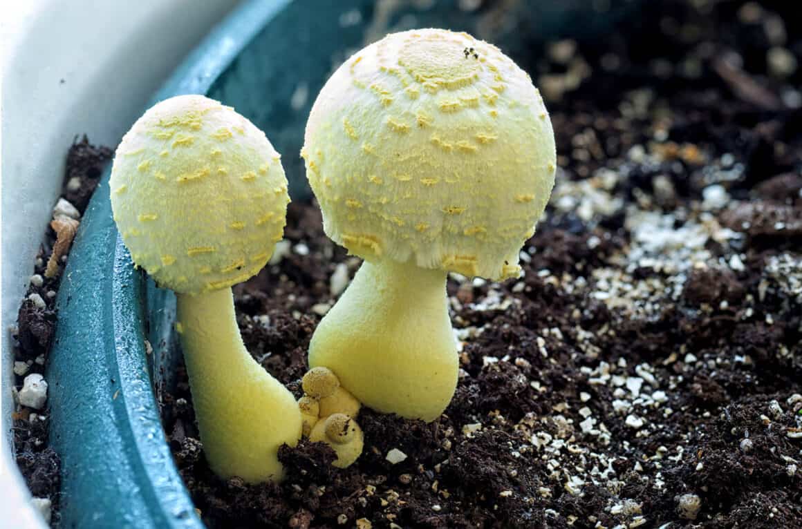 Arbres d&rsquo;argent et champignons : Que signifie un champignon pour votre plante d&rsquo;intérieur ?