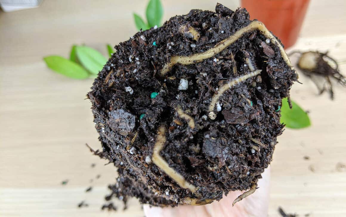 How To Save A Zz Plant From Root Rot A Step By Step Guide The Healthy Houseplant