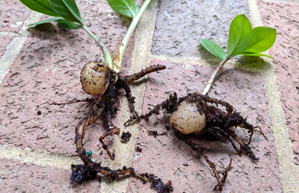 Les plantes ZZ aiment-elles être enracinées ? Quand est-il temps de replanter ?