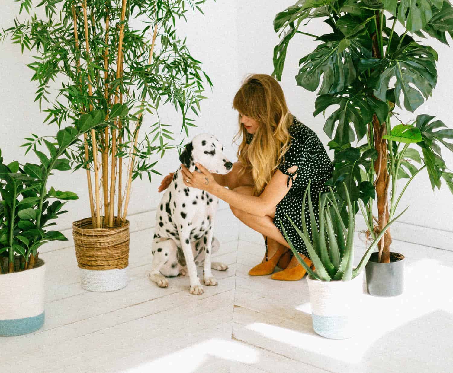 are zz plants safe for dogs