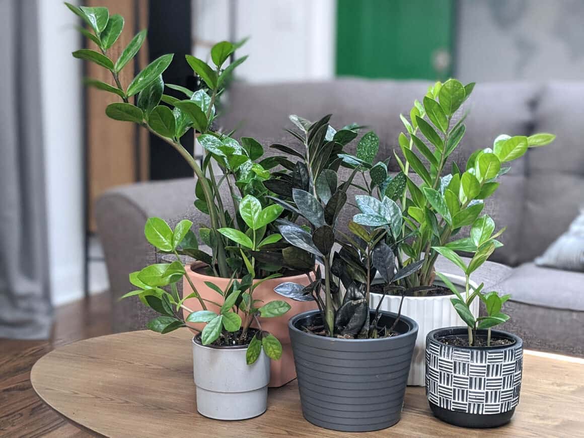 Is zamioculcas store poisonous to dogs