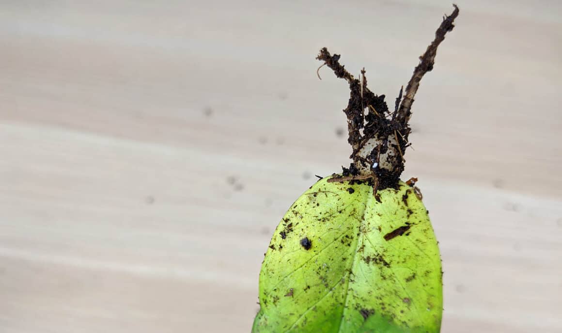 Propagation des plantes ZZ à partir des feuilles : Un guide étape par étape