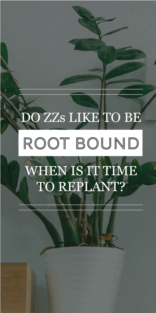 Les plantes ZZ aiment-elles être enracinées ? Quand est-il temps de replanter ?