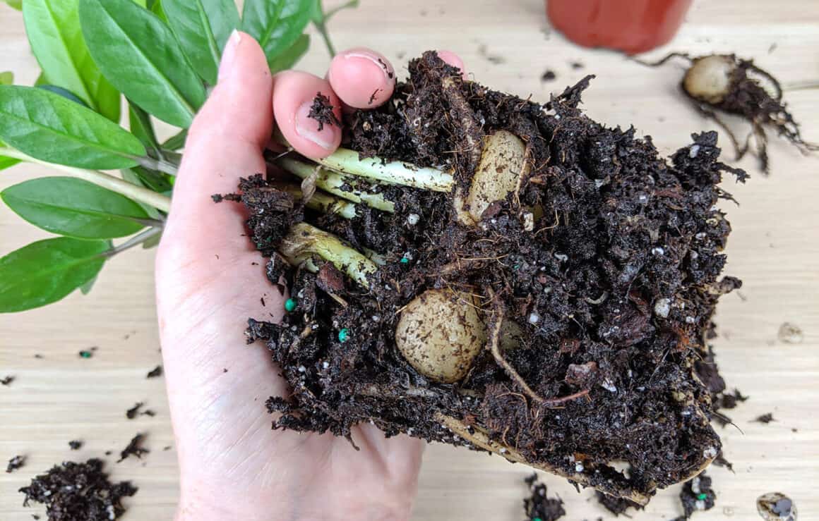 zz plant root bulb