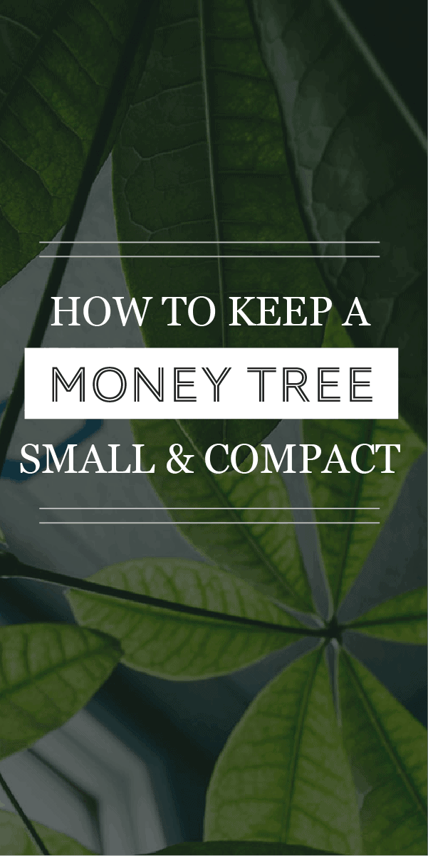 Comment garder un arbre à billets petit : un guide étape par étape