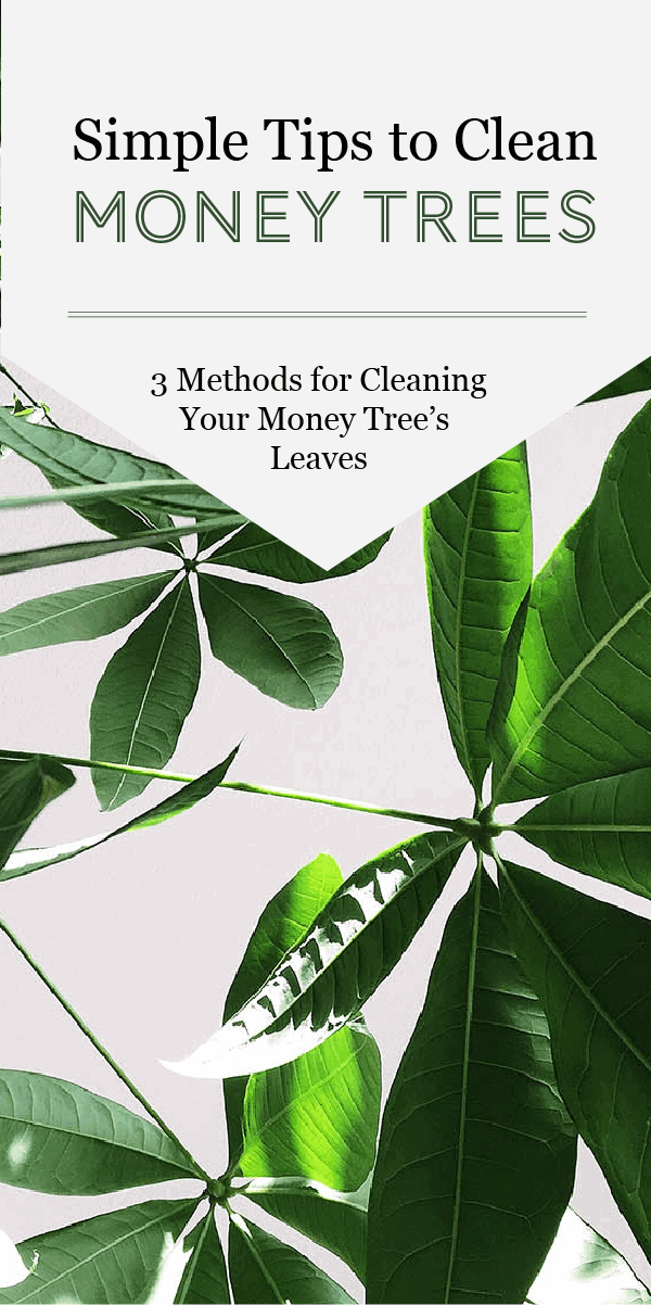 Trois méthodes pour nettoyer les feuilles de l&rsquo;arbre à monnaie