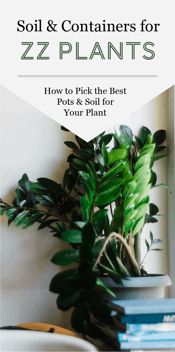 Comment choisir le meilleur terreau et le meilleur pot pour votre plante ZZ