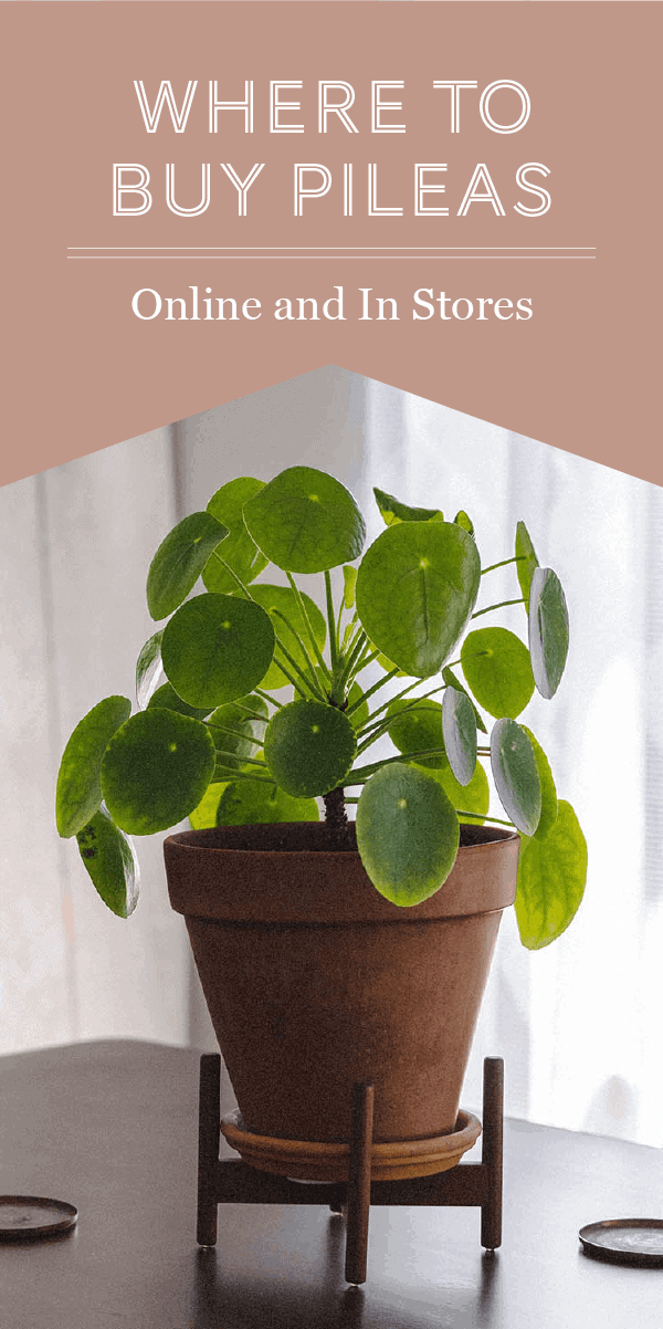 Où acheter votre premier Pilea Peperomioides