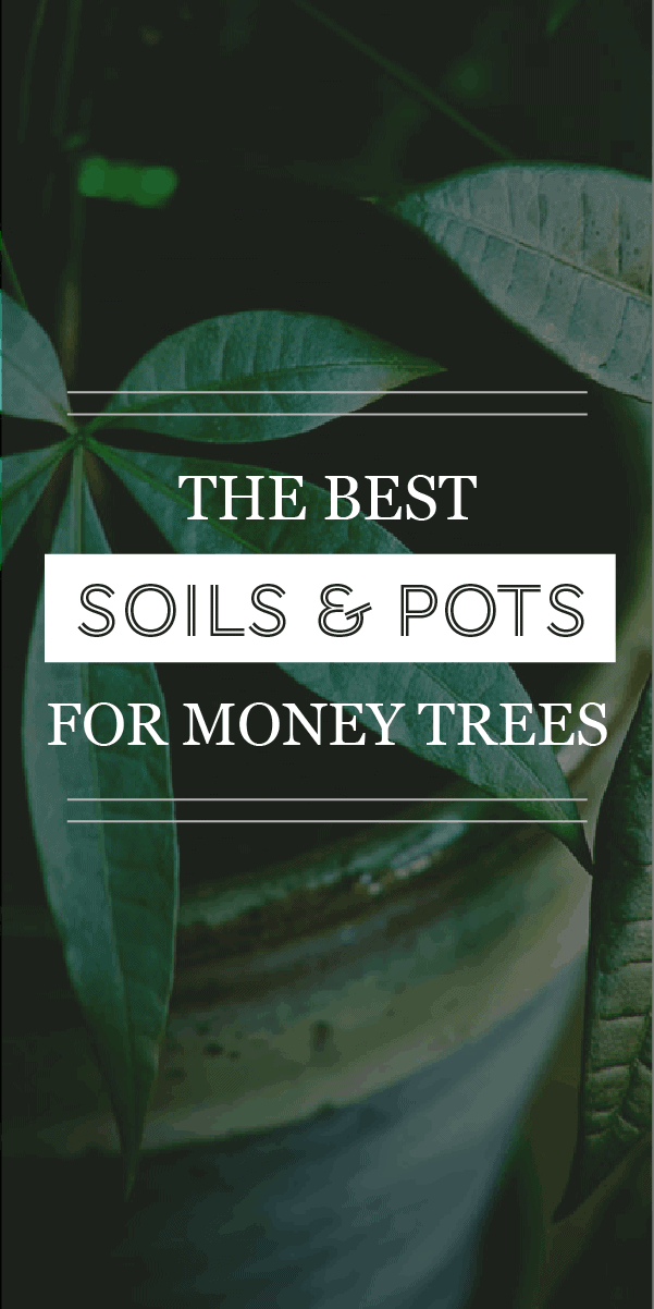 Comment choisir le meilleur terreau et le meilleur pot pour vos arbres d&rsquo;argent