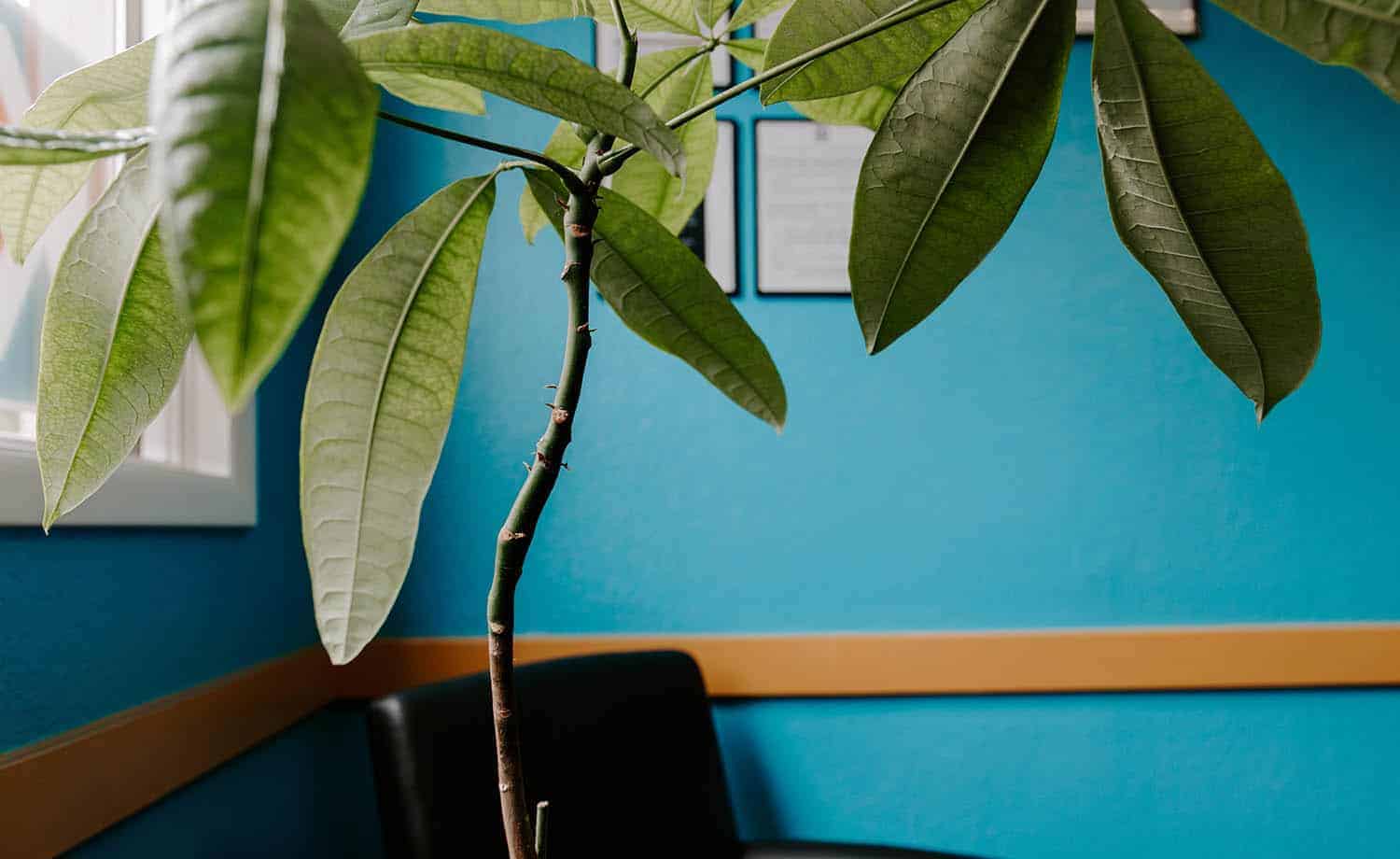 Will Money Trees Leaves Grow Back Here S What You Can Do To Help The Healthy Houseplant