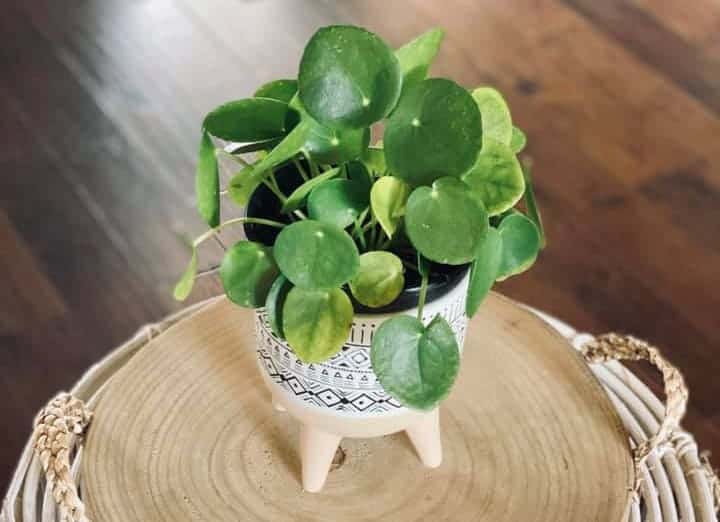 Arroser les plantes de Pilea : Quelle quantité et quelle fréquence ?