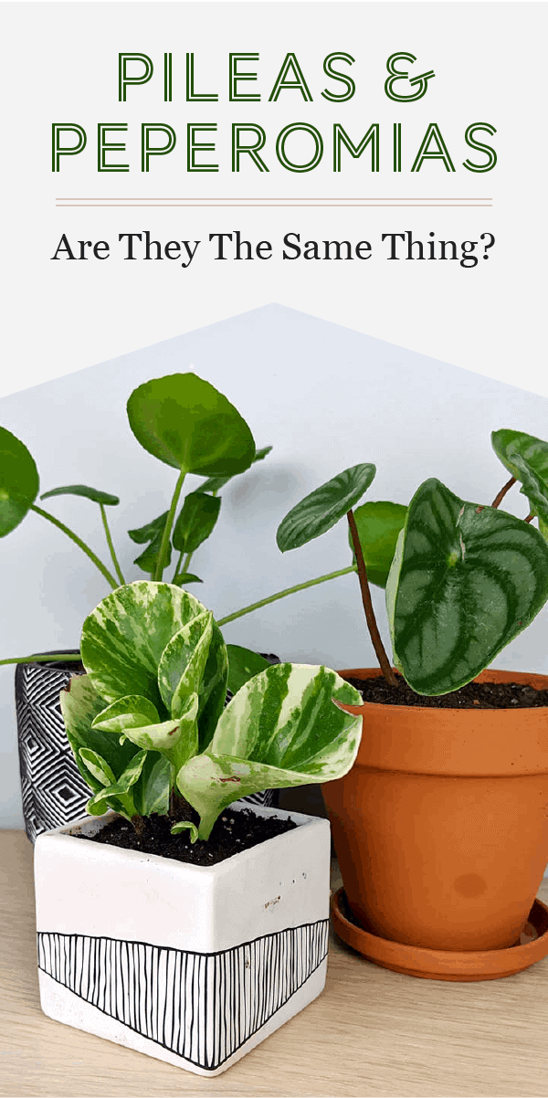 Le Pilea Peperomioides est-il un Peperomia ? Similitudes et différences entre les deux