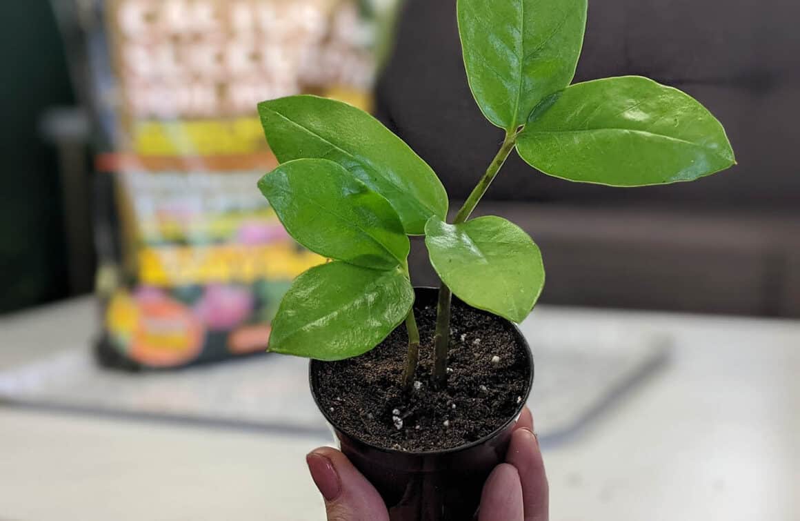 Propagation des plantes ZZ à partir de boutures de tiges : Un guide étape par étape