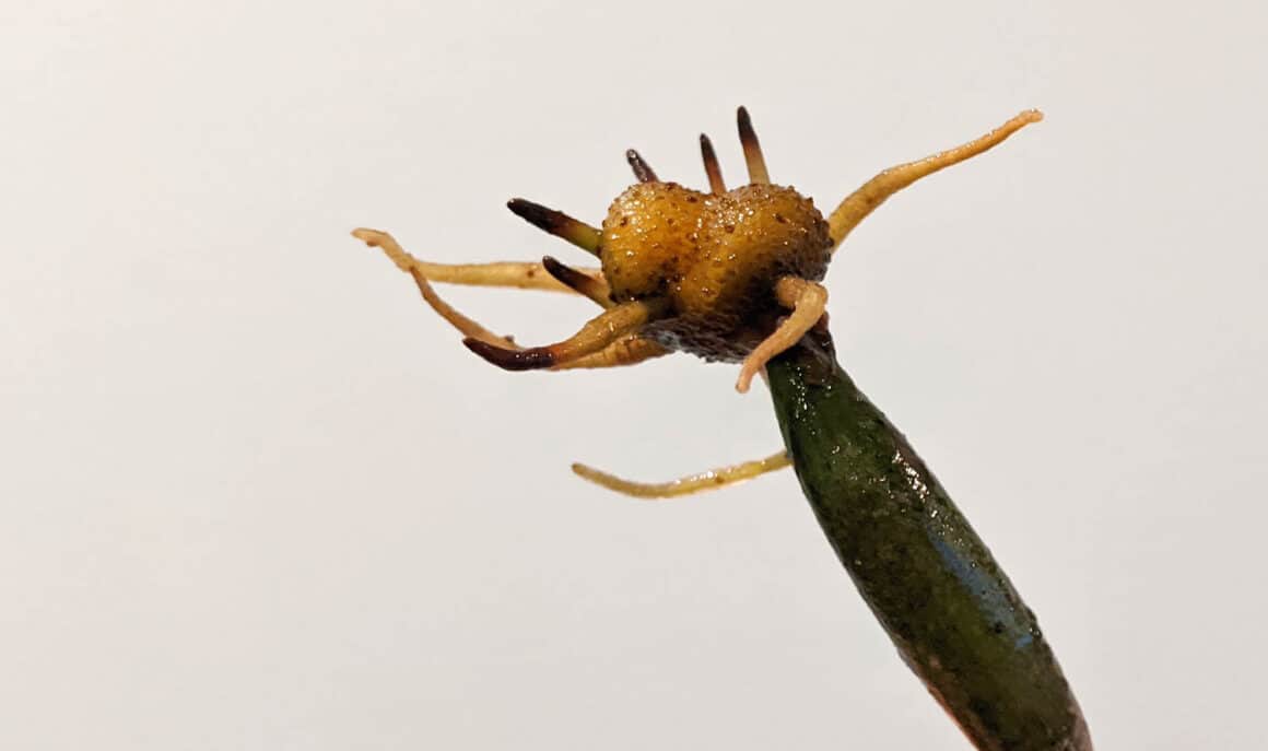 Propagation des plantes ZZ à partir de boutures de tiges : Un guide étape par étape