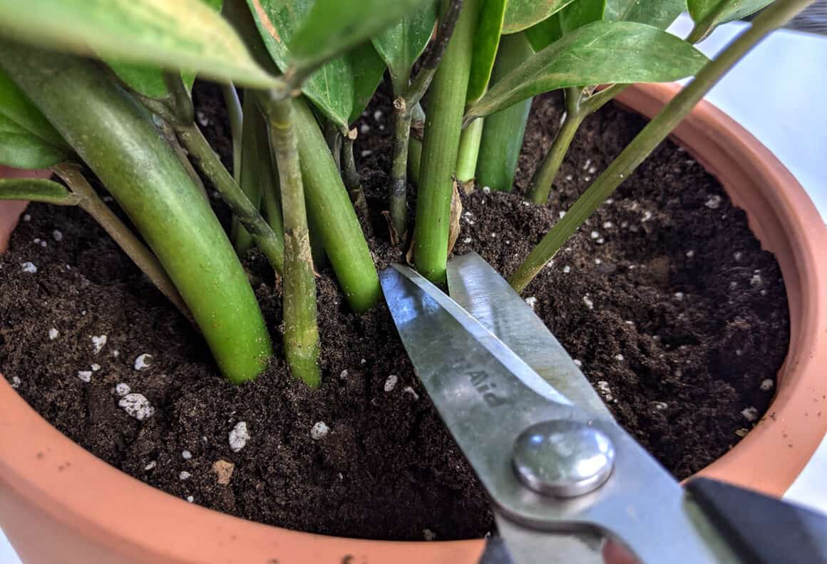 Propagation des plantes ZZ à partir de boutures de tiges : Un guide étape par étape