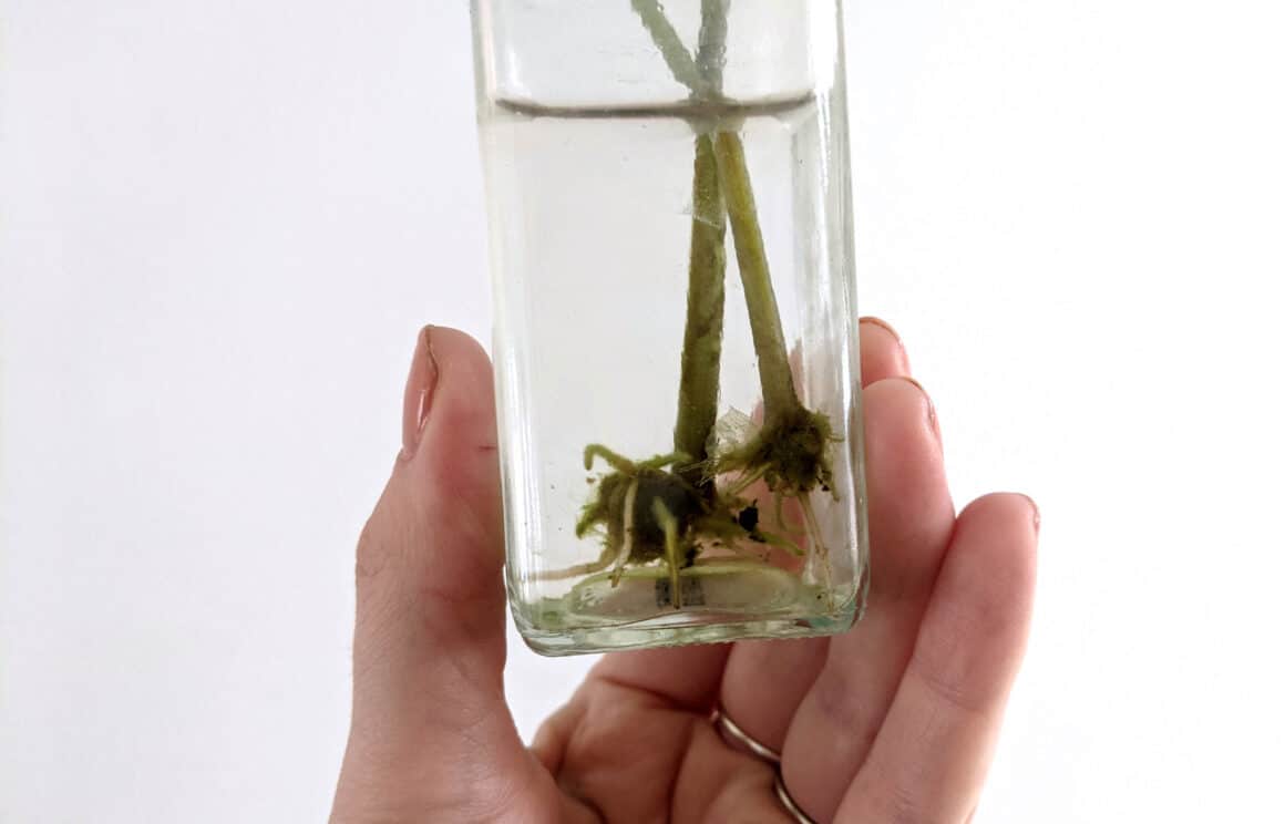 Propagation des plantes ZZ dans l&rsquo;eau : Un guide étape par étape