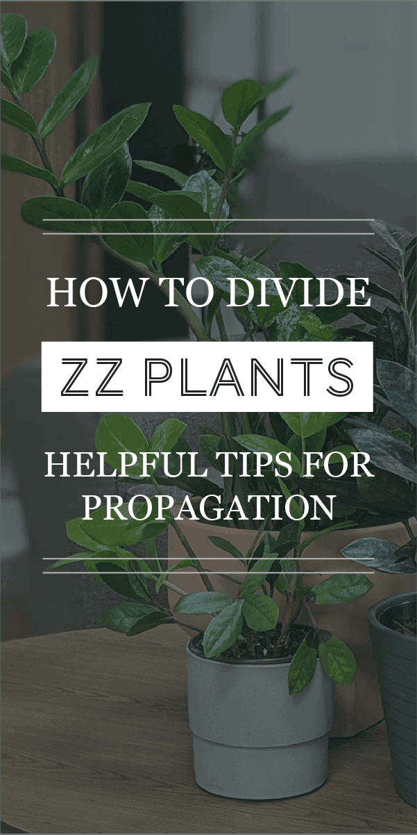 Comment diviser une plante ZZ : Conseils utiles pour la multiplication